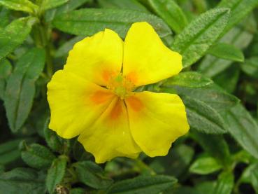 .Helianthemum Golden Queen - Sonnenröschen Golden Queen