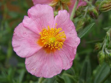 .Helianthemum Lawrensons Pink - Sonnenröschen Lawrensons Pink