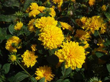 .Helianthus decapetalus Soleil d`Or - Sonnenblume, Stauden-Sonnenblume