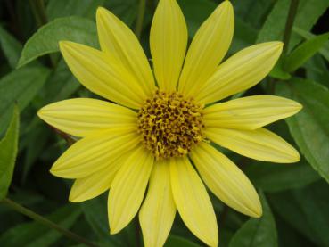 .Helianthus microcephalus Lemon Queen - Sonnenblume, Kleinköpfige Sonnenblume