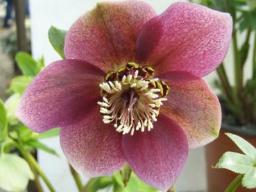 Nieswurz, Frühlings-Nieswurz - .Helleborus orientalis rot blühend