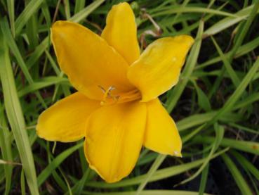 .Hemerocallis Aten - Taglilie Aten