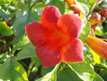 Trompetenblume Florida - Campsis radicans Florida