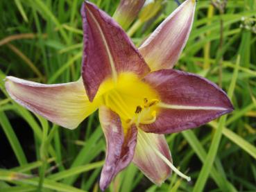 .Hemerocallis Blue Sheen - Taglilie Blue Sheen