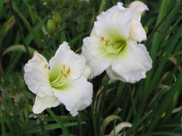 .Hemerocallis Gentle Shepherd - Taglilie Gentle Shepherd