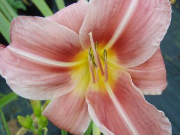 .Hemerocallis Pink Damask - Taglilie Pink Damask