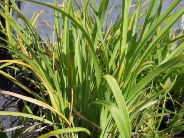 .Hemerocallis Sammy Russel - Taglilie Sammy Russel