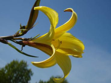 .Hemerocallis  minor - Taglilie, Kleine Taglilie