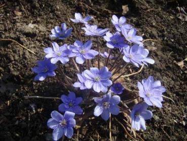 .Hepatica nobilis - Leberblümchen