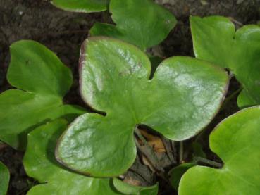 Interessantes Laub bei Hepatica nobilis