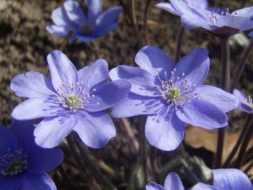 Blüte von Hepatica nobilis im Detail