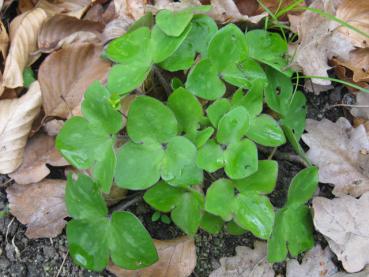 Leberblümchen, Hepatica nobilis