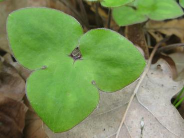 Leberblümchen, Hepatica nobilis