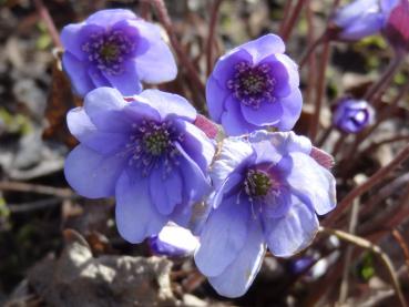 Nahaufnahme von Hepatica nobilis in Blüte