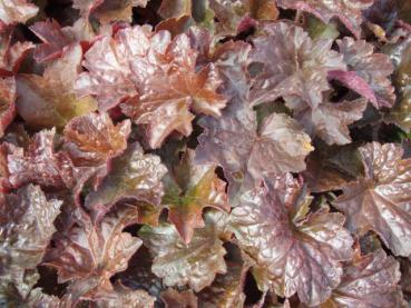 .Heuchera micrantha Palace Purple - Silberglöckchen, Rotblättriges Silberglöckchen