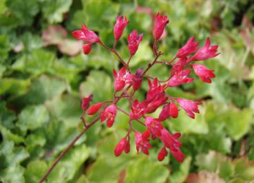 .Heuchera sanguinea Leuchtkäfer - Purpurglöckchen Leuchtkäfer