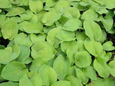 .Hosta sieboldiana - Funkie, Blaublatt-Funkie