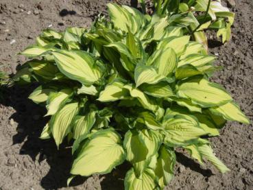 .Hosta fortunei Albopicta - Funkie, Gelbe Grünrand-Funkie