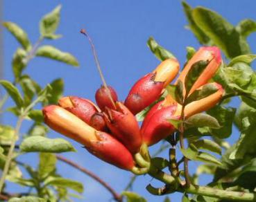 Campsis radicans