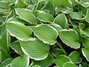 .Hosta fortunei Francee - Funkie, Weißrandige Graublatt-Funkie