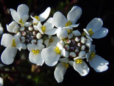 Iberis sempervirens Appen Etz in Blüte