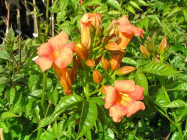 Trompetenblume - Campsis tagliabuana Mme Galen