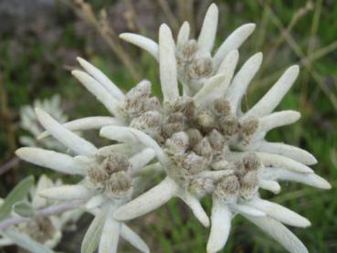 .Leontopodium alpinum - Edelweiß, Alpen-Edelweiß