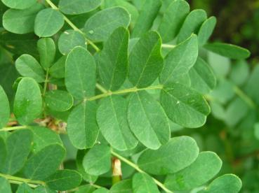 Caragana arborescens - Erbsenstrauch