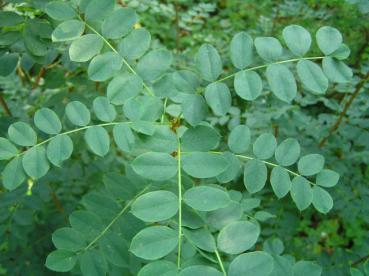 Triebspitze von Caragana arborescens