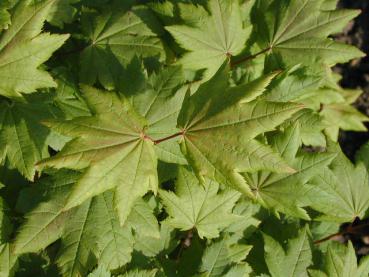 Acer circinatum - Weinblatt-Ahorn