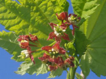 Blüte bei Acer circinatum