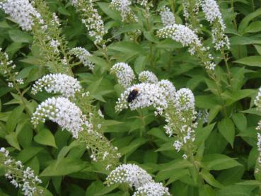 .Lysimachia clethroides - Schnee-Felberich