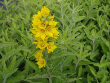 .Lysimachia punctata - Gold-Felberich