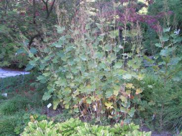 .Macleaya cordata var. cordata - Federmohn