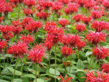 .Monarda fistulosa Gardenview Scarlet - Indianernessel Gardenview Scarlet