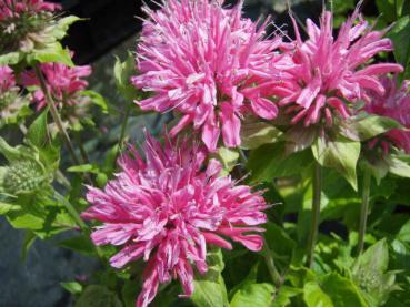 .Monarda fistulosa Marshall´s Delight