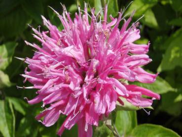 Nahaufnahme der Blüte von Monarda fistulosa Marshall Delight