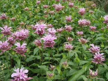 Monarda fistulosa Marshall Delight in Blüte