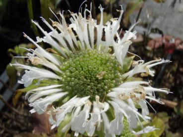 .Monarda fistulosa Schneewittchen