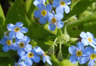 .Myosotis scorpioides - Sumpf-Vergißmeinnicht