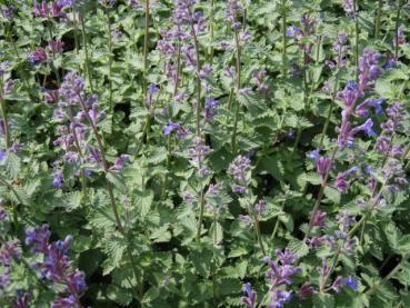 .Nepeta faassenii Six Hills Giant - Katzenminze Six Hills Gigant