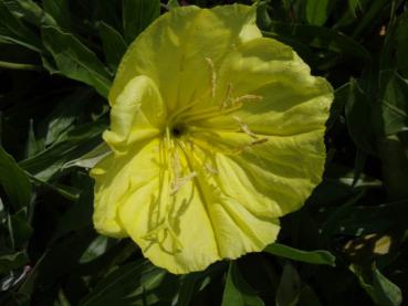 .Oenothera macrocarpa - Nachtkerze, Missouri-Nachtkerze