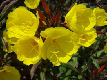 Nachtkerze, Bronzeblatt-Nachtkerze Sonnenwende - .Oenothera tetragona Sonnenwende