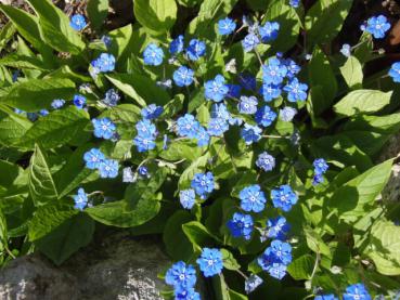 Das Frühlings-Gedenkemein in Blüte