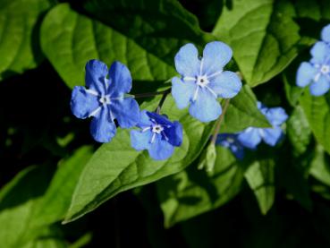 Omphalodes verna: Blaublühende Schattenpflanze