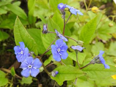 Zarte blaue Blüten erhellen im Frühjahr schattige Bereiche: Gedenkemein