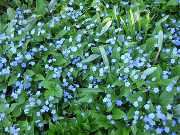 Das Frühlingsgedenkemein als blaublühender Bodendecker