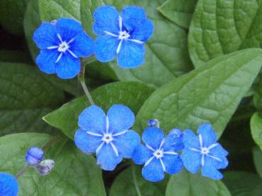 Nahaufnahme der leuchtend blauen Blüten von Omphalodes verna