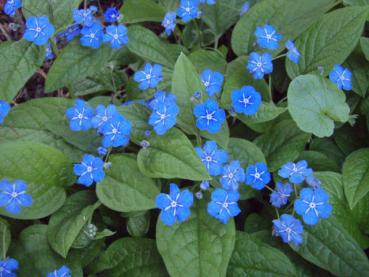 Omphalodes verna in Blüte