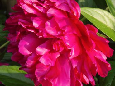 .Paeonia lactiflora Karl Rosenfield - Pfingstrose Karl Rosenfield